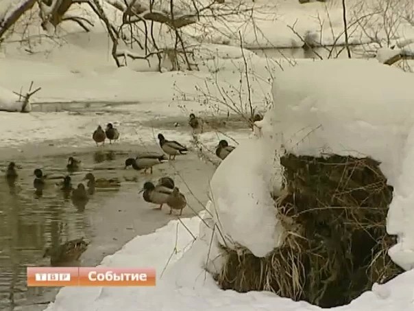 Как зависит популяция уток от благосостояния народа?