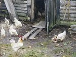 Милый сердцу реализм