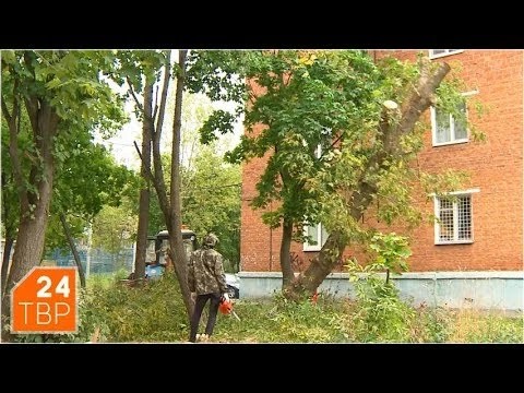 Дерево, прощай