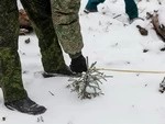 Леса восстанавливают