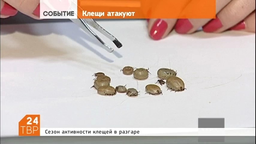 Сезон активности клещей в разгаре