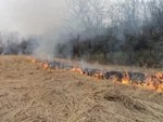 Лесничие Подмосковья призывают не поджигать траву