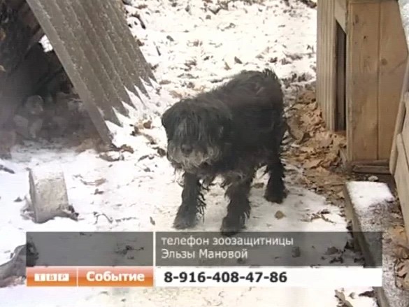 Приют для собак