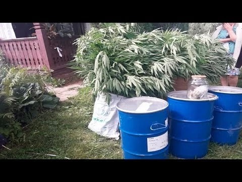 Задержан за коноплю и марихуану