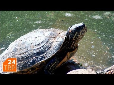 Черепаха обосновалась в Белом пруду