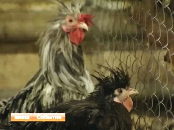 Кто такая Мохноногая ушанка?
