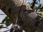 На обрезке веток перевернулась люлька