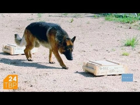 Как дрессируют служебных собак в полиции