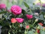 О любви к женщинам и нелюбви к 8 Марта
