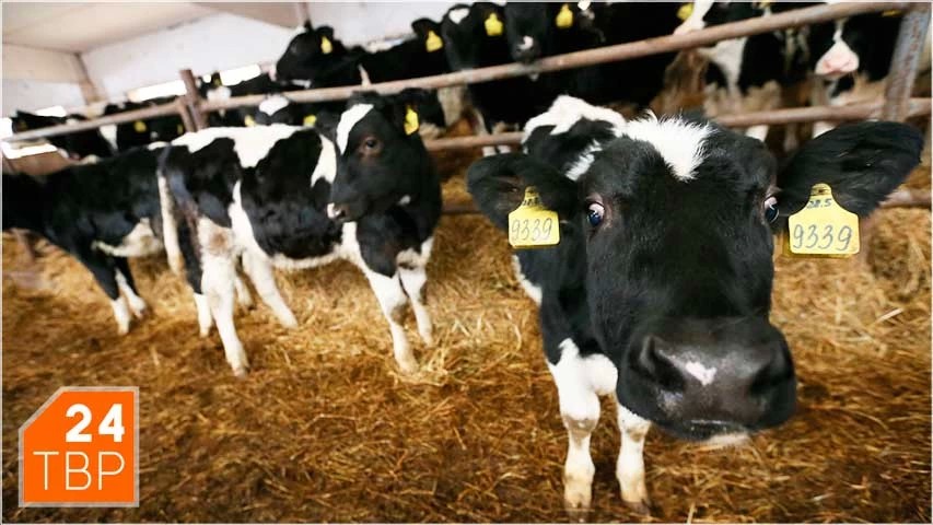 Сергиево-Посадский округ вышел на первое место в регионе по производству молока