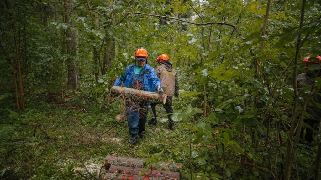 В поселке Абрамцево Сергиево-Посадского округа ведут санитарную рубку леса