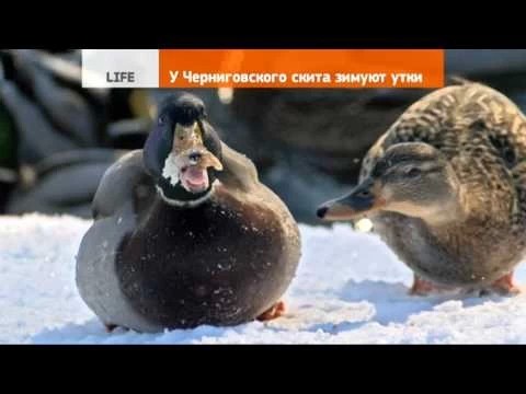 У Черниговского скита зимуют утки