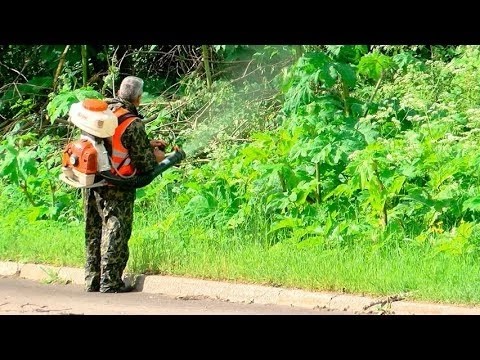 Губернатор фокусирует силы на борьбе с борщевиком