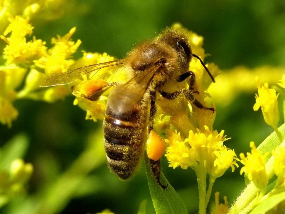 Администрация Сергиево-Посадского городского округа сообщает рекомендации для владельцев пасек и производителей продукции пчеловодства