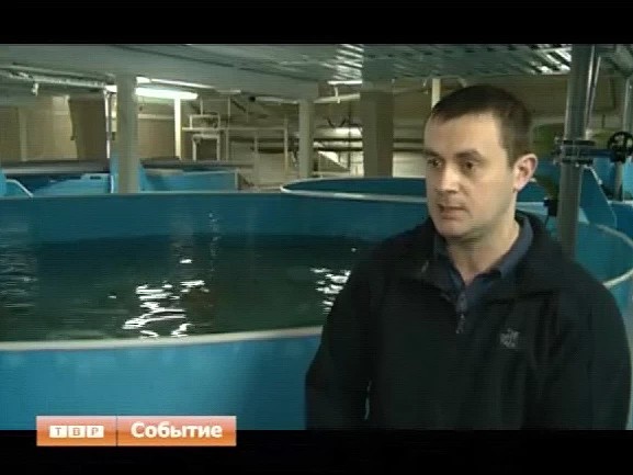 Местное осетровое хозяйство планирует выйти на новые мощности и поставлять рыбу на прилавки посадских магазинов