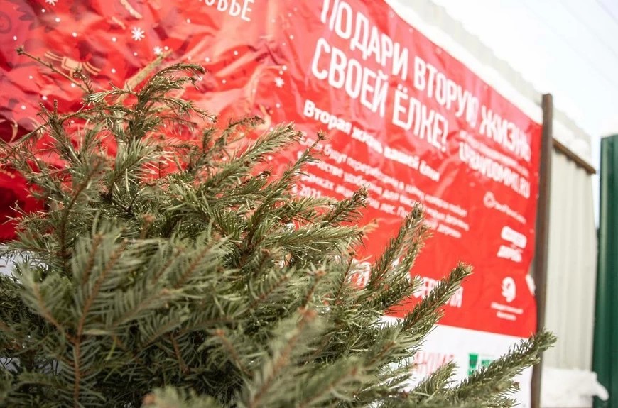 Более 42 тысяч новогодних деревьев сдали жители Подмосковья по акции «Подари вторую жизнь своей ёлке»