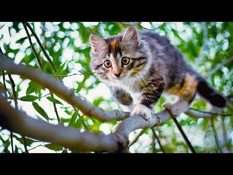 Спасли котёнка и его спасателя