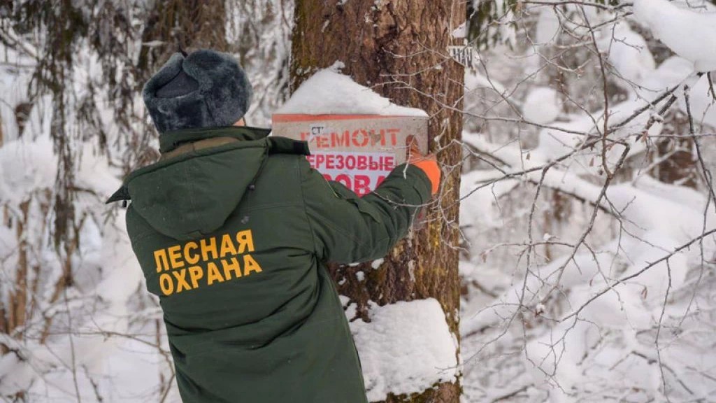 В Сергиево-Посадском округе продолжают выявлять и демонтировать незаконные рекламные конструкции, размещённые на деревьях