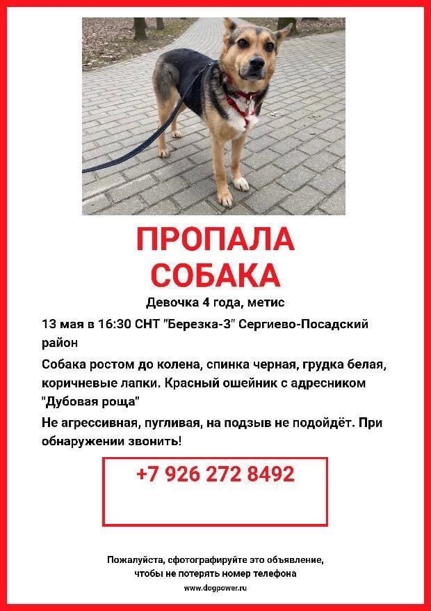 Пропала собака