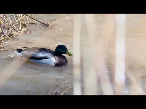 Вода поднимается