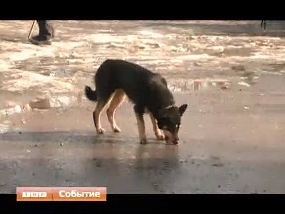 В Сергиевом Посаде введён карантин по бешенству