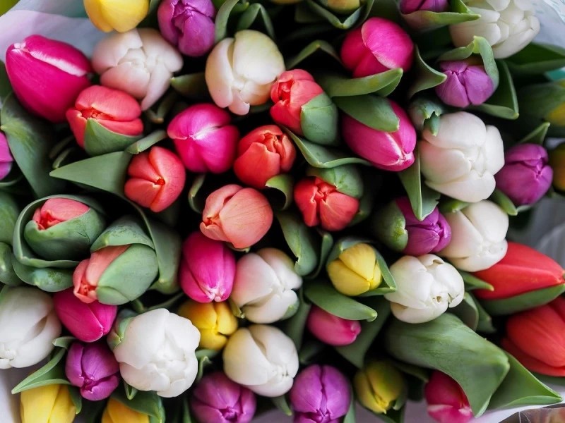 Осенью в Сергиево-Посадском округе высадят почти 270 000 тюльпанов