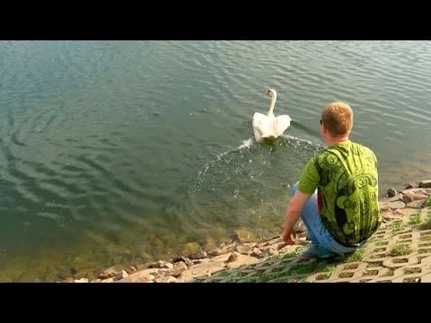 Белые лебеди снова на Белом пруду