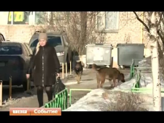 В Сергиевом Посаде выявлен случай бешенства среди животных
