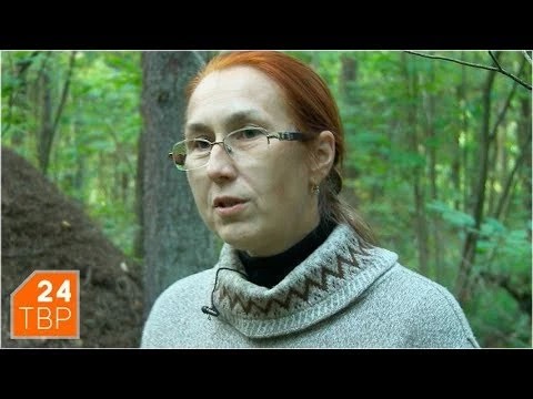 Муравьи селятся, где чисто