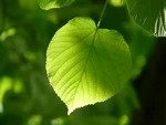 Сергий и русская культура