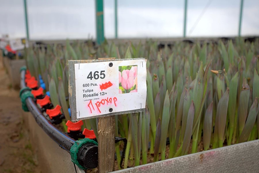 Цветы от фермерского хозяйства «Дарю весну» в Марьино ждут своих покупателей