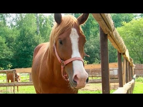 Золотые лошади Павла Мощалкова