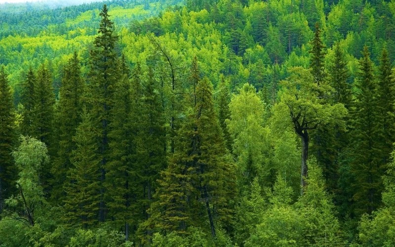 Пять человек заблудились в лесах Сергиева Посада