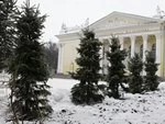 У ДК зазеленели пихты