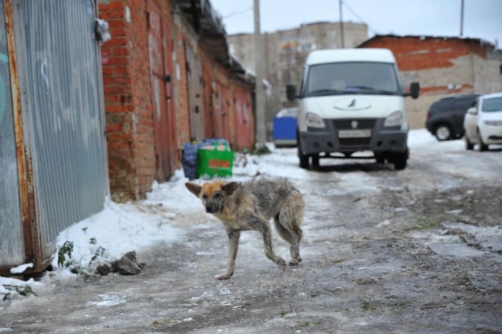 Собаки в городе: куда обращаться?