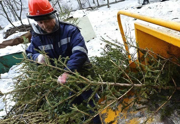 Пункты переработки деревьев появятся в Подмосковье после праздников