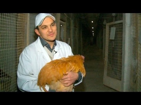 Русские петухи самые голосистые