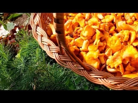С начала сезона в лесах Радонежья заблудились 9 человек, и всех нашли