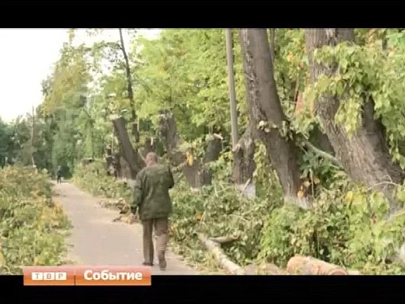 Под топор идут тополя
