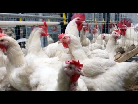 «Смена» восстанавливается после вспышки птичьего гриппа