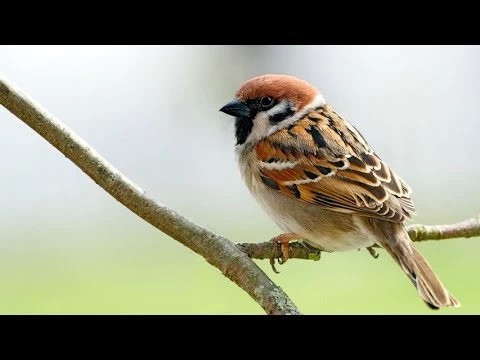 Пропали воробьи