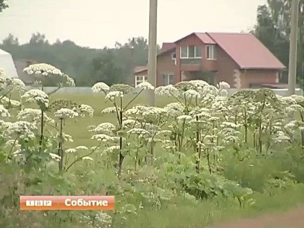 Борщевик атакует
