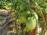 Задача — обеспечить продовольственную безопасность