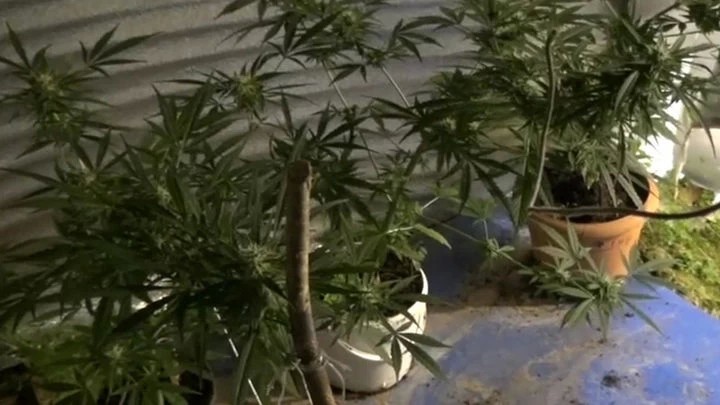 В деревне Каменки пресекли выращивание конопли в теплице (видео)