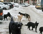 В Сергиевом Посаде отлавливают бродячих собак