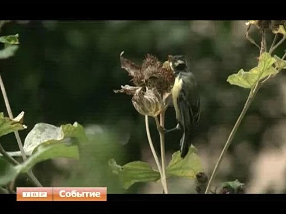 Посадские власти призвали горожан сообщать в администрацию о территориях, которым требуется покос травы