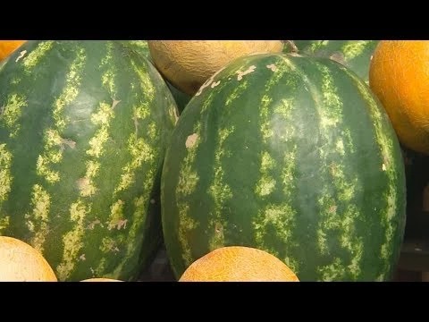 Открыт сезон охоты на арбузы