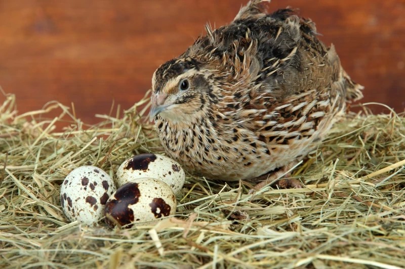Птицефабрика в Туракове в числе лидеров по производству перепелиных яиц