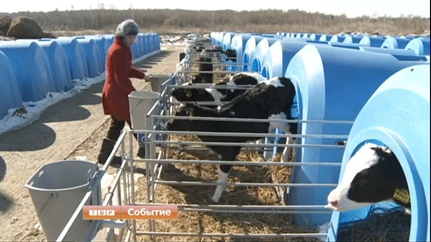 Крупный рогатый скот в Подмосковье спасут от лейкоза