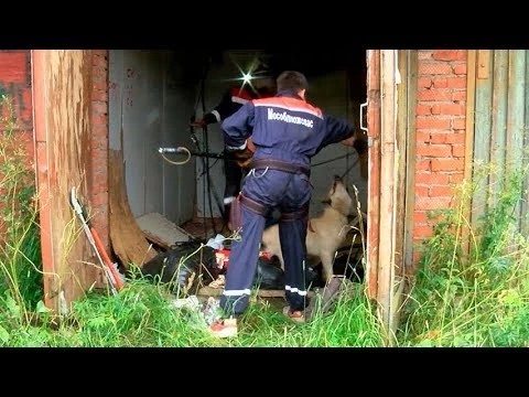 Люди спасли собаку